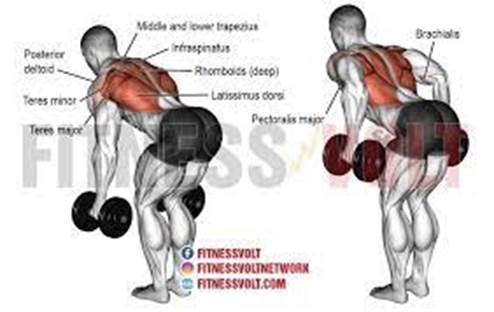 Bent Over Dumbbell Row x 10 reps